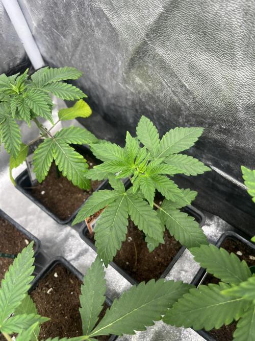 F.U.H. Seedstockers. Week 3