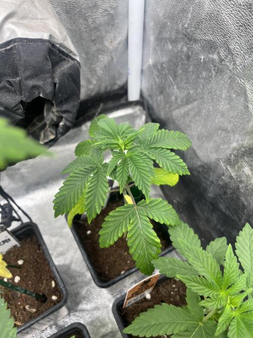 F.U.H. Seedstockers. Week 3