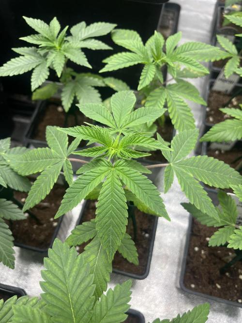 Mandarine Panties. Seedstockers. Week 3