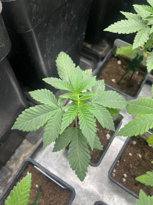 Mandarine Panties. Seedstockers. Week 3