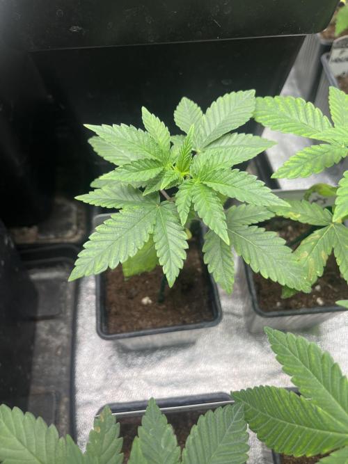 Mandarine Panties. Seedstockers. Week 3