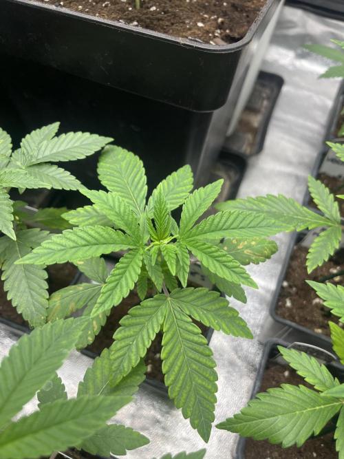 Mandarine Panties. Seedstockers. Week 3