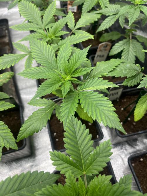 Forbidden Mochi. Seedstockers. Week 3