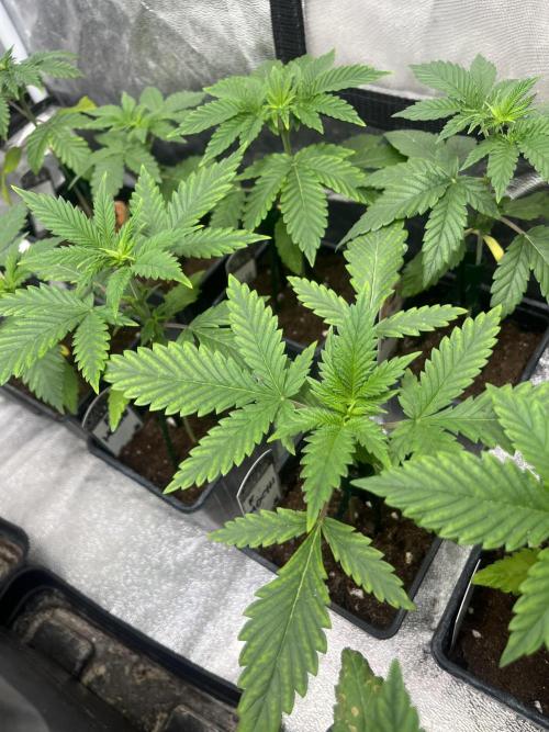 Forbidden Mochi. Seedstockers. Week 3
