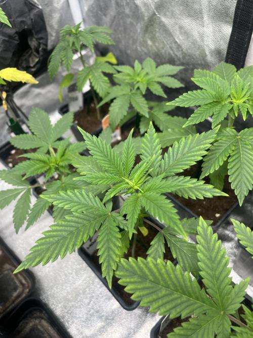 Forbidden Mochi. Seedstockers. Week 3