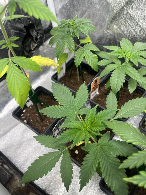 Forbidden Mochi. Seedstockers. Week 3