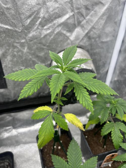 Forbidden Mochi. Seedstockers. Week 3