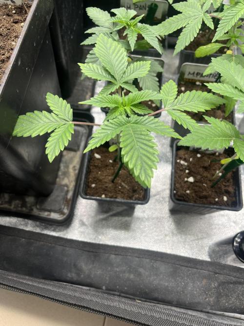 Monster Maker. Sweetseeds. Week 3
