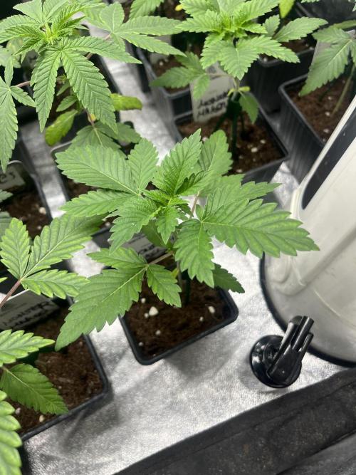 Monster Maker. Sweetseeds. Week 3
