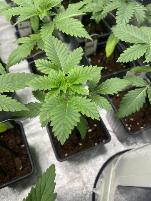 Monster Maker. Sweetseeds. Week 3