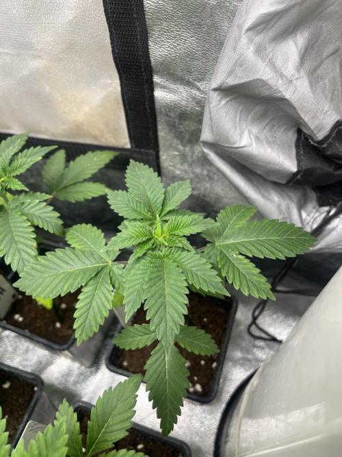 Monster Maker. Sweetseeds. Week 3