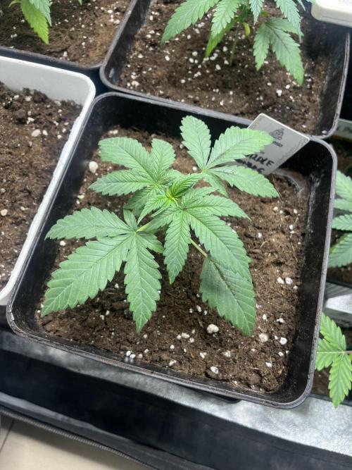 Purple Lemonade FF. Fastbuds. Week 3