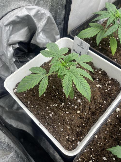 Purple Lemonade FF. Fastbuds. Week 3