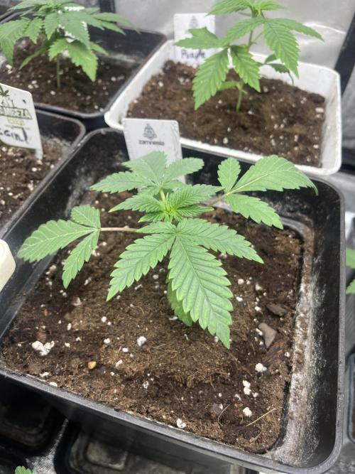 Purple Lemonade FF. Fastbuds. Week 3