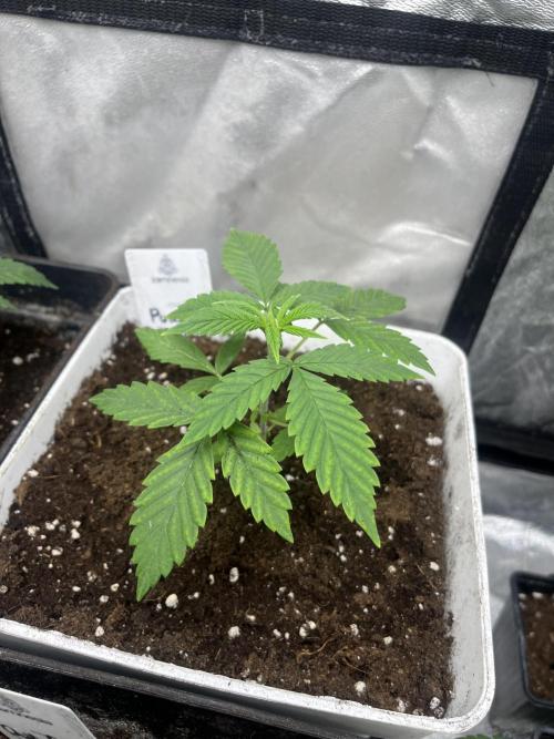 Purple Lemonade FF. Fastbuds. Week 3