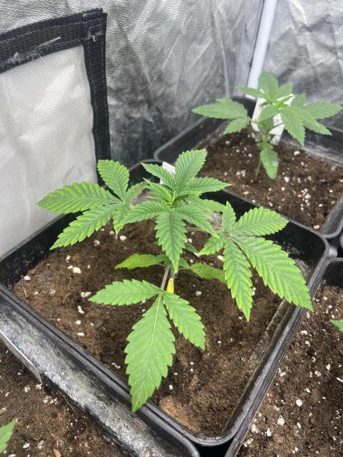 Mental Rainbow fast. Sweetseeds. Week 3
