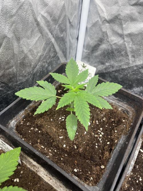 Mental Rainbow fast. Sweetseeds. Week 3