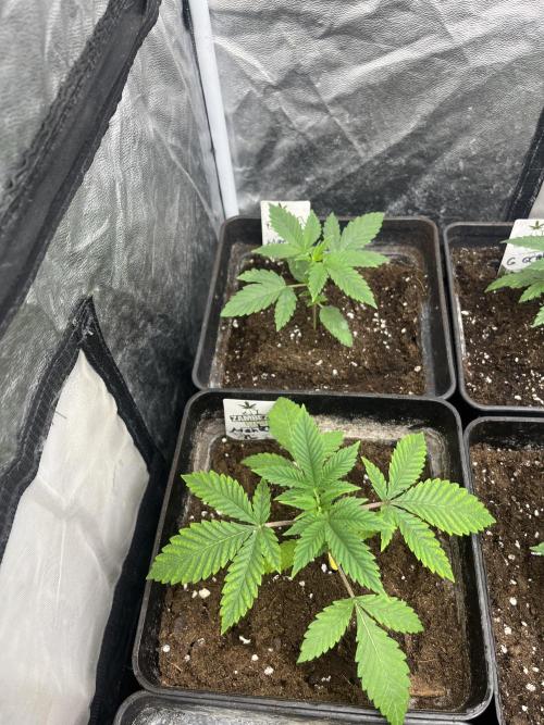 Mental Rainbow fast. Sweetseeds. Week 3