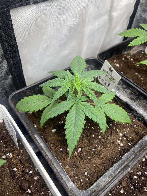 Gorilla Girl F1. Sweetseeds. Week 3