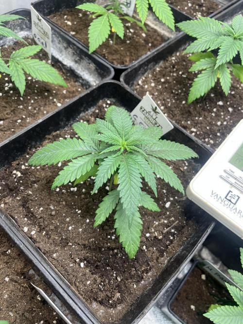 Gorilla Girl F1. Sweetseeds. Week 3