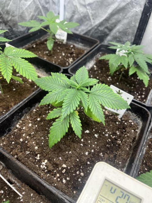 Gorilla Girl F1. Sweetseeds. Week 3