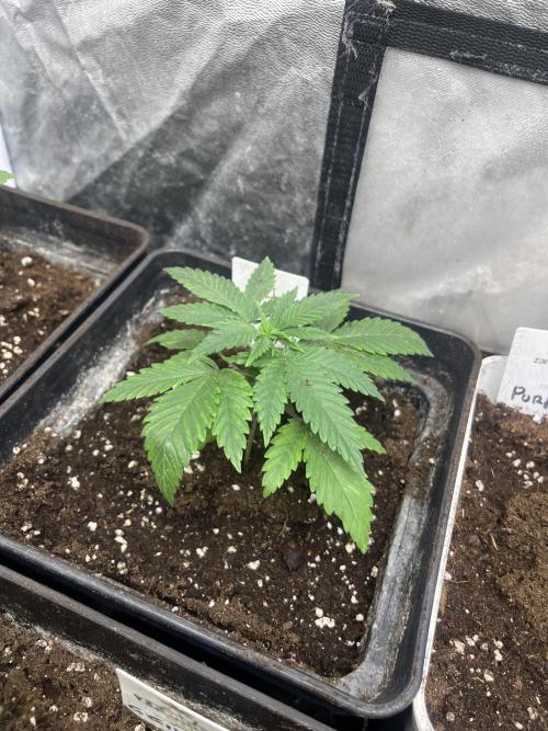 Gorilla Girl F1. Sweetseeds. Week 3