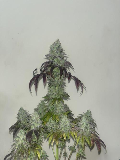 Barcelona Puff. Seedstockers. Week 17