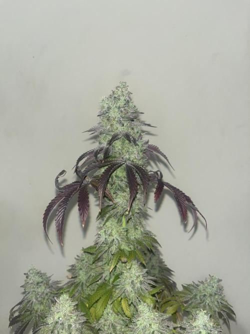 Barcelona Puff. Seedstockers. Week 17