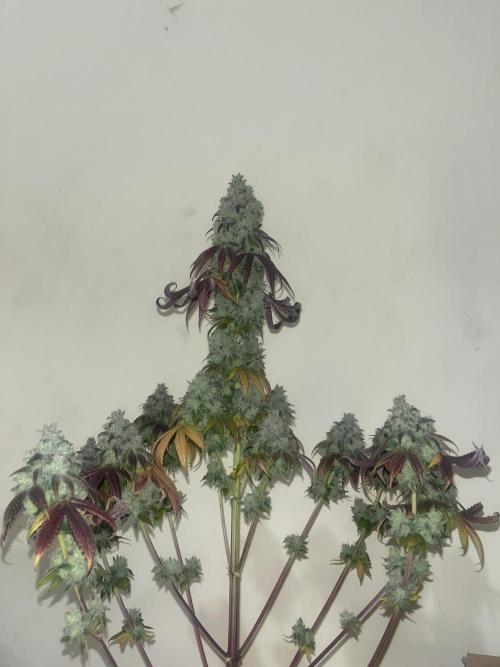 Barcelona Puff. Seedstockers. Week 17