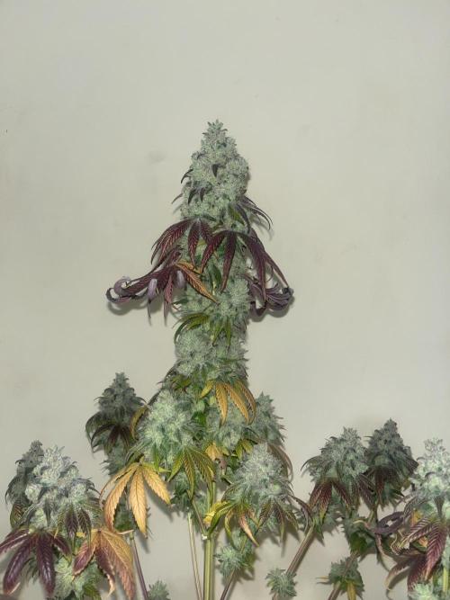Barcelona Puff. Seedstockers. Week 17