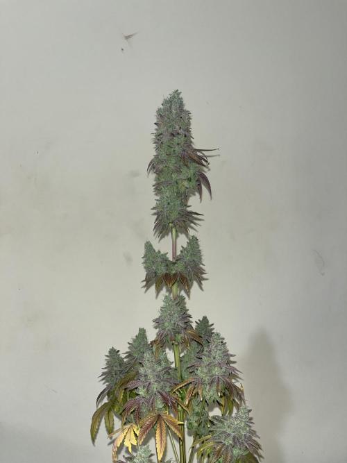 Barcelona Puff. Seedstockers. Week 17