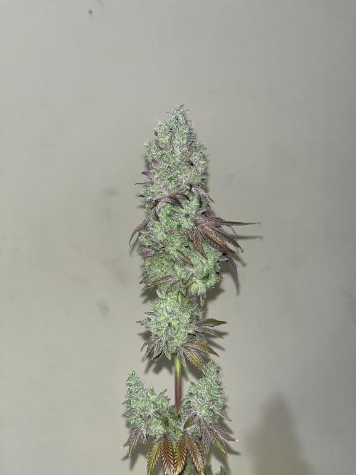 Barcelona Puff. Seedstockers. Week 17