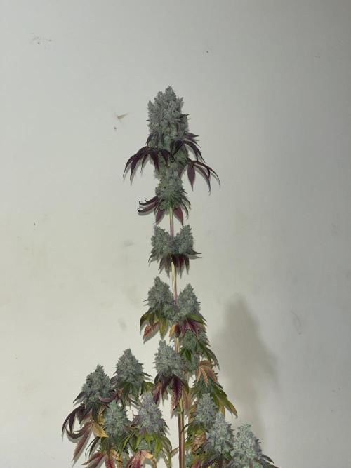 Barcelona Puff. Seedstockers. Week 17