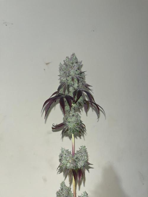 Barcelona Puff. Seedstockers. Week 17