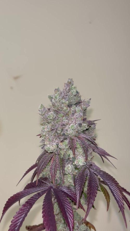 Barcelona Puff. Seedstockers