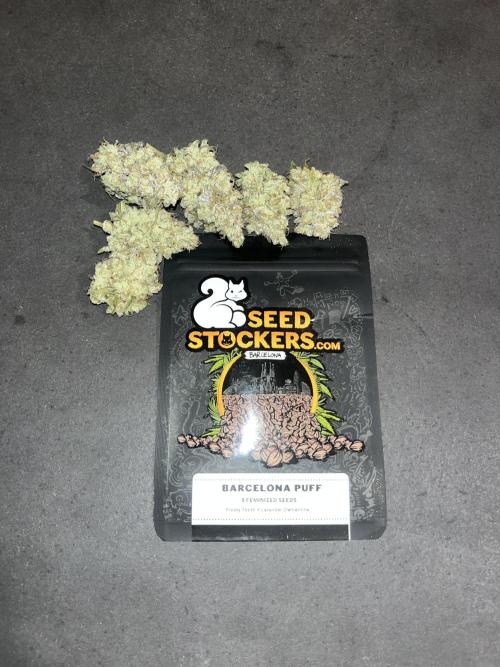 Barcelona Puff. Seedstockers. Week 17