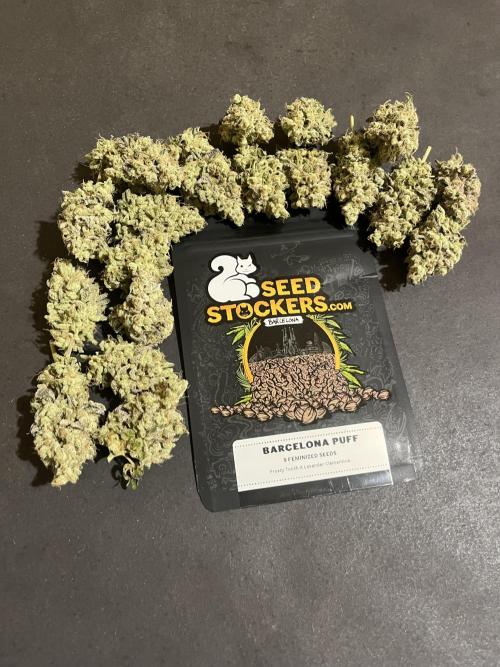 Barcelona Puff. Seedstockers. Week 17