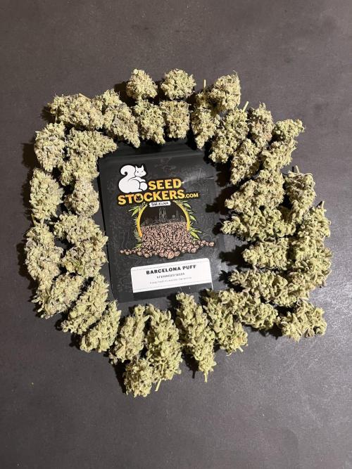Barcelona Puff. Seedstockers. Week 17
