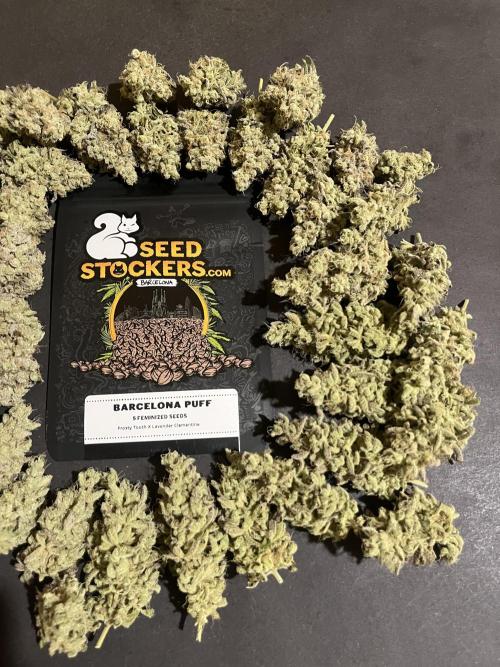 Barcelona Puff. Seedstockers. Week 17