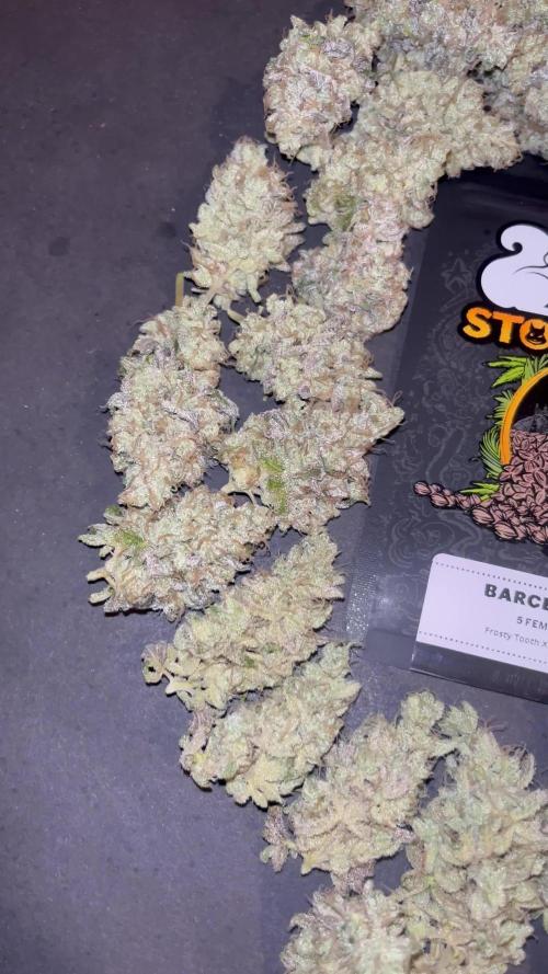 Barcelona Puff. Seedstockers