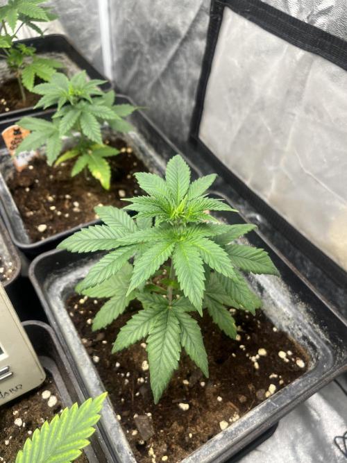 F.U.H. Seedstockers. Week 4