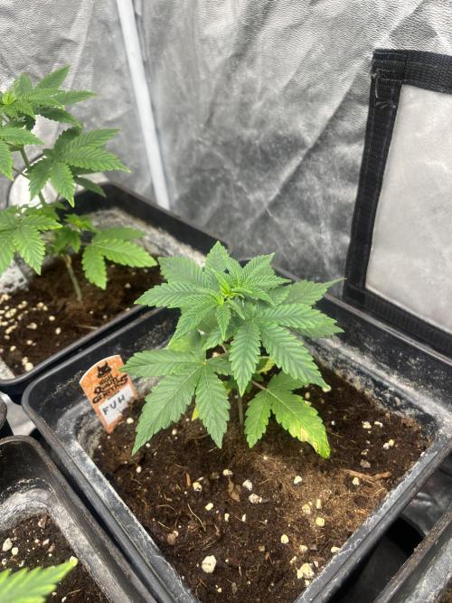 F.U.H. Seedstockers. Week 4