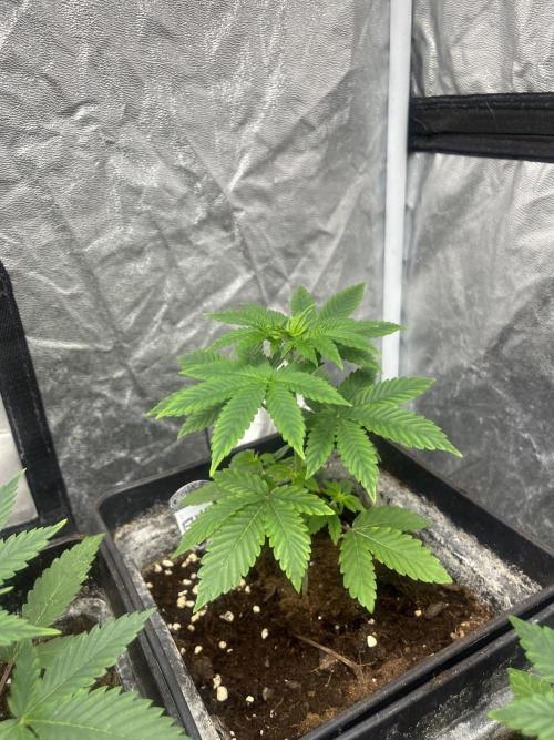 F.U.H. Seedstockers. Week 4