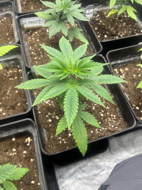 Mandarine Panties. Seedstockers. Week 4