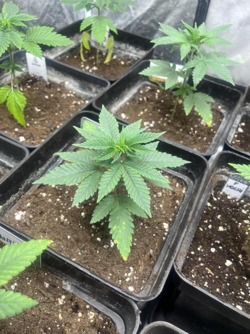 Mandarine Panties. Seedstockers. Week 4