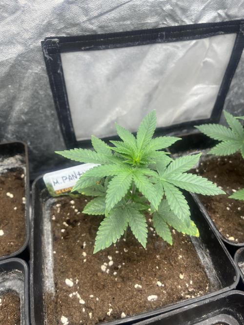 Mandarine Panties. Seedstockers. Week 4