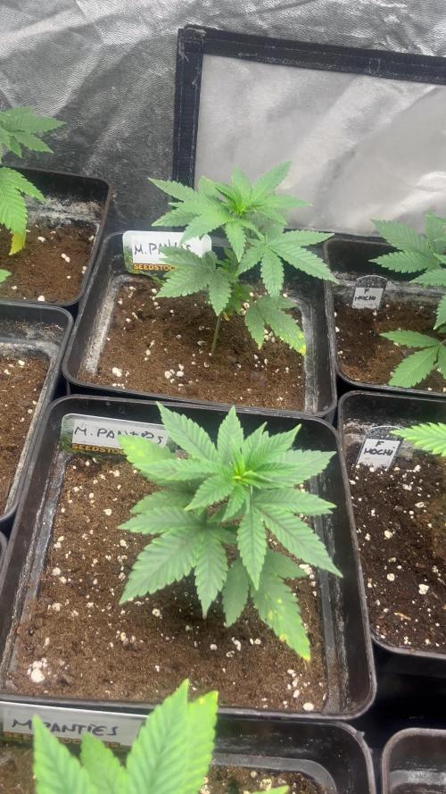 Mandarine Panties. Seedstockers