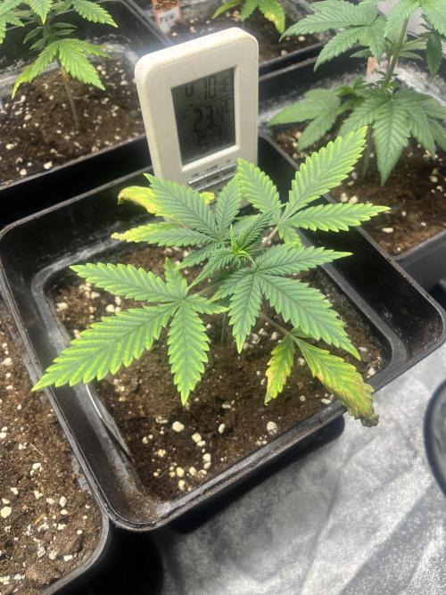 Forbidden Mochi. Seedstockers. Week 4