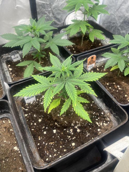 Forbidden Mochi. Seedstockers. Week 4