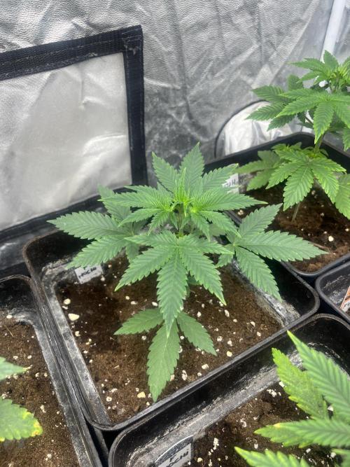 Forbidden Mochi. Seedstockers. Week 4